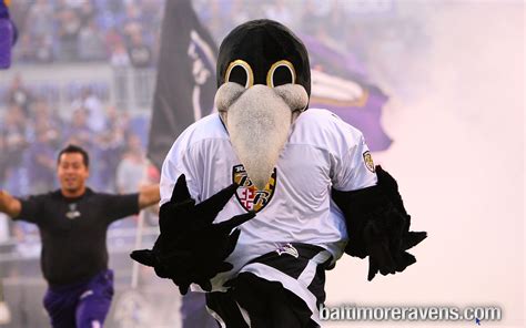 Meet the Fans: How the Ravens Mascot Competition Unites Community